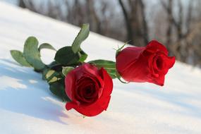 Two Red Roses In Snow Love Symbol