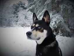 Dog Husky Mongrel Blue