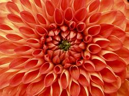 orange Dahlia Flower in Nature