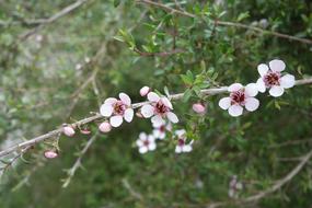 White Flowers Branch