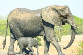 Mother Child Elephant