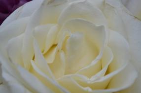 Rose White Bloom