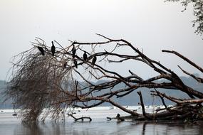 Water Bird Tree