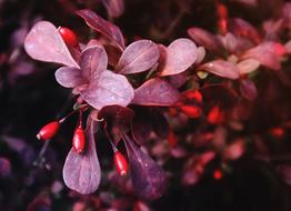 Flower Nature Plant