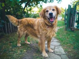 Happy red mongrel Dog on path in garden