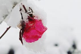 Rose Snow Winter