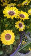 Flowers Spring Colorful