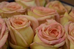 Rose Flowers Love