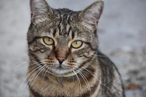 Portrait of the colorful, cute and beautiful cat sitting on the ground