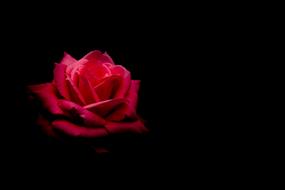 Flower Rose Nature