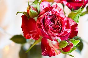 pink Rose Flower bud plant