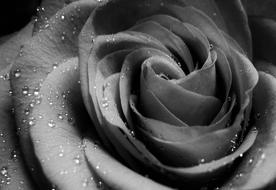Black and white picture of Rose And Drops Of Water