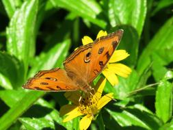 Butterfly Beautiful Love