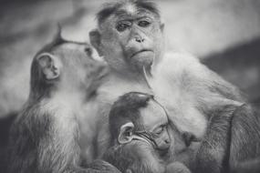 Monkey Mother Female