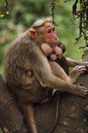 Monkey Mother Child