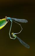 Insect Dragonfly Nature