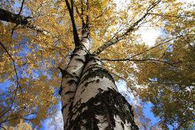 Trees Birch Tree