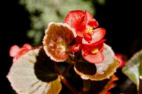 Macro view of beautiful Red Flowers at nature