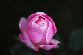 Rose Pink The Leaves Are