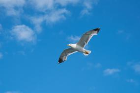 Seagull Bird Birds