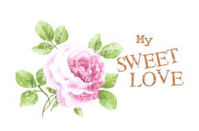 rose flower love pink