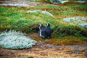 Magellan Penguins Love