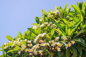 Plant Nature Flower