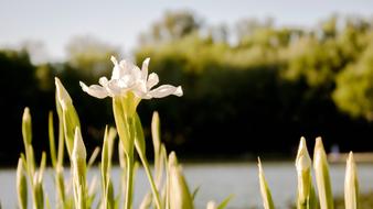 Flower Garden Nature