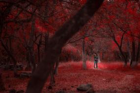 Nature Forest Trees