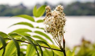 Flower Tree Nature