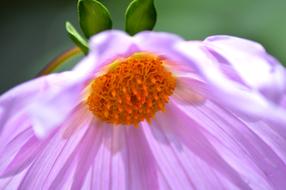 Pink Blossom Flower