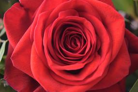 Rose Plant Flower