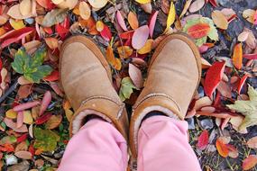 Autumn Colorful Leaves