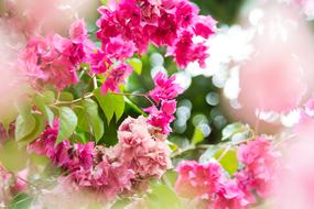 Flowers Pink