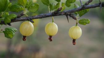 Gooseberry Fruit Green