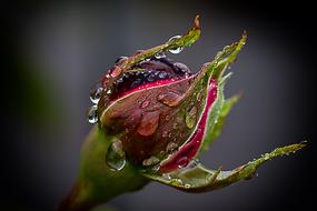 Rain water Drip on Rose