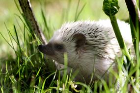 Nature Hedgehogs African Pygmy