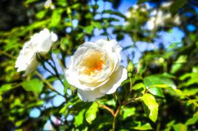 White Rose Hdr