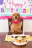 Birthday party Dog