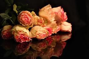 Reflections Roses Flowers