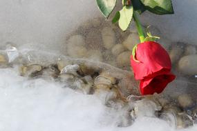 Red Rose On Ice Frozen Lake