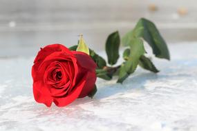 Red Rose On Ice Frozen Lake Love