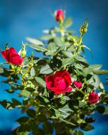 Flower Rose Plant