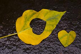 cut Yellow Leaves
