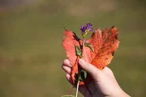 Heart Shape Autumn Leaves Purple