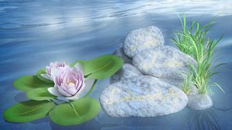 water lily stones love romance 3d