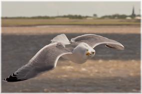 Seagull Bird Flying Water