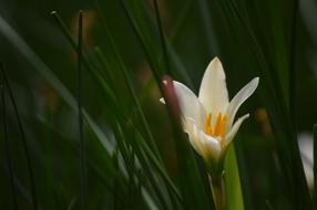 Flower Macro White