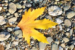 Autumn Season Nature