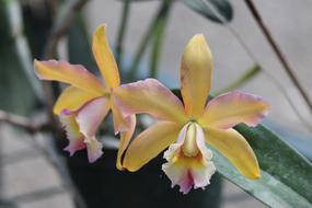 Orchid Flowers Beautiful